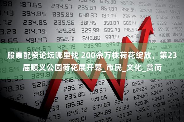 股票配资论坛哪里找 200余万株荷花绽放，第23届顺义公园荷花展开幕_市民_文化_赏荷