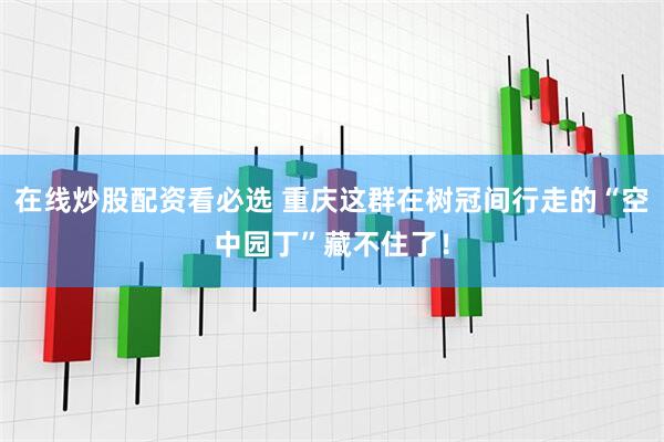 在线炒股配资看必选 重庆这群在树冠间行走的“空中园丁”藏不住了！